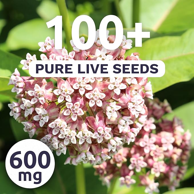 Common Pink Milkweed - Large 600mg Envelope - 100 Flower Seeds for Planting - Asclepias syriaca