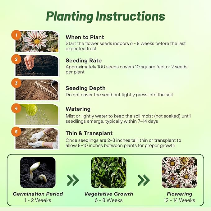 Outsidepride White Flame Gazania Seeds for Planting – 50 Pcs Perennial, Low-Maintenance, Drought-Tolerant Ground Cover Seeds for Vibrant Summer & Fall Flowers, Great for Outdoor Gardens