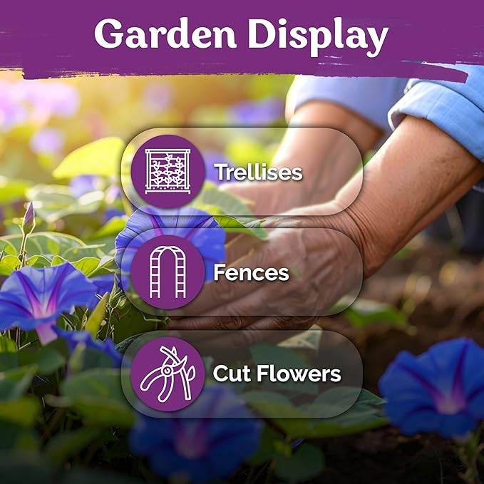 KVITER 150 Grandpa OTT Morning Glory Seeds (Ipomoea purpurea) – Vine Purple Climbing Blooms Flower Seeds to Plant Outside – Pollinator Heirloom Seed Packets for Garden, Trellises, Outdoor Flower Beds