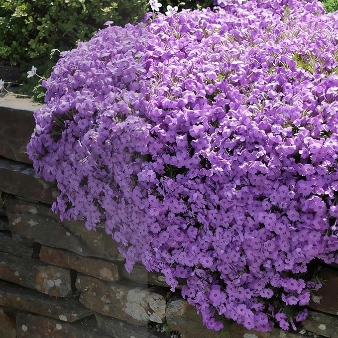 Creeping Phlox Seeds for Planting, 1000+pcs Rare Perennial Creeping Purple Phlox Flower Seeds Plants, Non-GMO Heirloom Dwarf Ground Cover Beauty Flowers Plants for Home Garden Outdoors