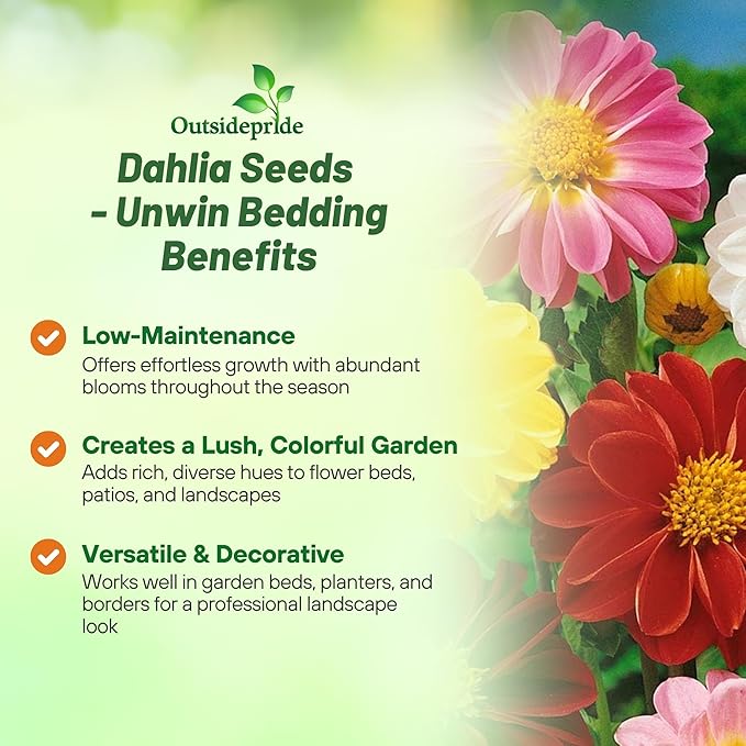 Outsidepride Unwin Bedding Dahlia Seeds for Planting - 500 Pcs Annual, Easy to Grow, Season-Long Flower Seeds with Colorful Blooms for Containers, Pots, Borders, & Gardens, Suitable as Cut Flower