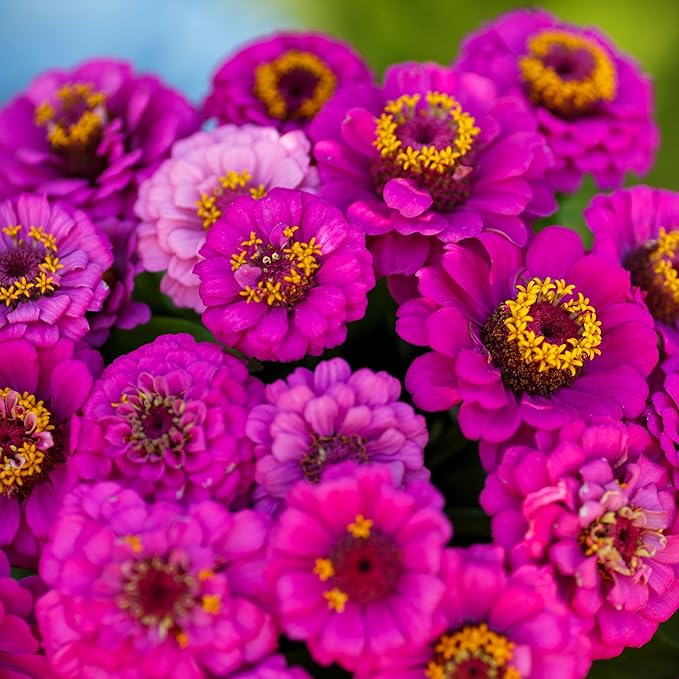 Eden Brothers Zinnia Seeds - Pumila Violet, Non-GMO Seeds for Planting, Packet | Low-Maintenance Flower Seeds, Plant During Spring, Zones 3, 4, 5, 6, 7, 8, 9, 10