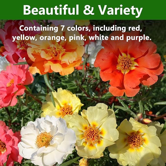 Moss Rose Seeds, 10,000+ Bulk Flower Seeds for Planting Outdoors(99% Pure Live, Non-GMO), Mixed Colors and Large Blooms, Attracts Pollinators, Easy to Grow