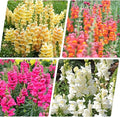 290+ Mix Snapdragon Flower Seeds for Planting-Non-GMO Beautiful Flowers to Plant in Your Garden