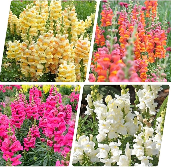 290+ Mix Snapdragon Flower Seeds for Planting-Non-GMO Beautiful Flowers to Plant in Your Garden