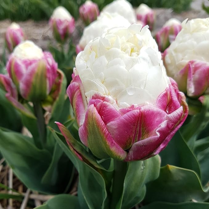 Ice Cream Double Tulip Bulbs – 3 Premium Peony-Style Blooms | White Cream Petals with Pink-Red Base | Unique Spring Perennial Flowers for Gardens & Containers – Zones 3–8 (3 Bulbs)