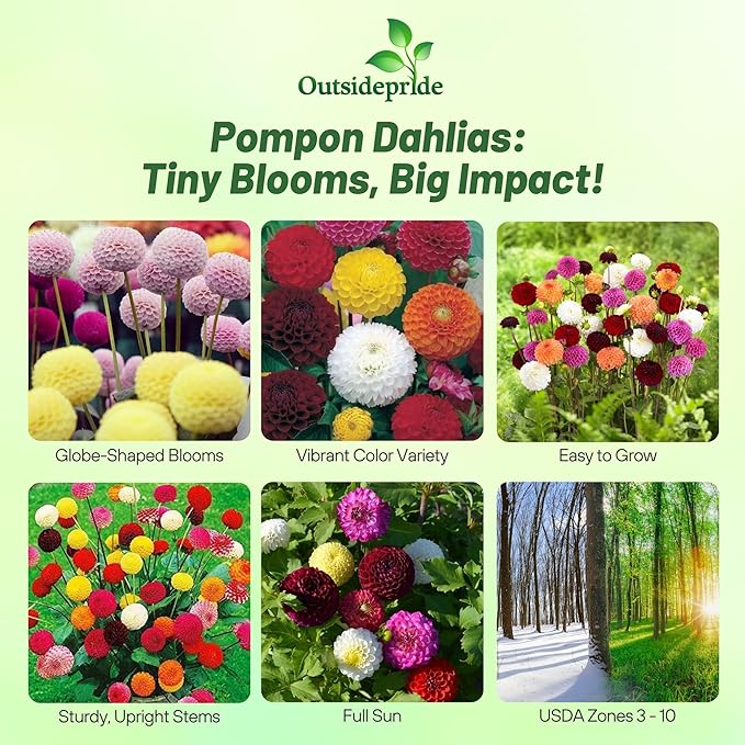 Outsidepride Pompon Dahlia Seeds for Planting - 1000 Pcs Annual, Easy to Grow, Season-Long Flower Seeds with Colorful Blooms for Containers, Pots, Borders, & Gardens, Suitable as Cut Flower