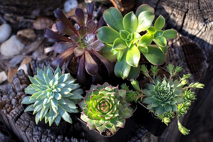 Succulent Fertilizer | Formulated Succulent Food for Potted Indoor Succulents and Cactus | Plant Food for Succulent Soil in Pots | by Aquatic Arts