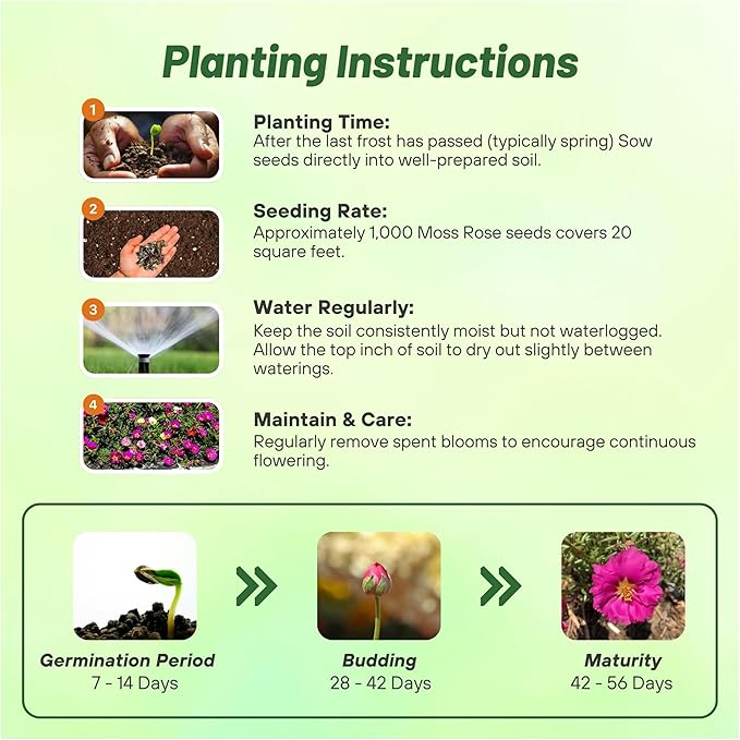 Outsidepride Pink Mixed Moss Rose Seeds - 250 Pcs Annual, Drought & Heat Tolerant, Pollinator Friendly Ground Cover Seeds for Planting w/Vibrant Blooms & Succulent Foliage, Ideal for Xeriscaping