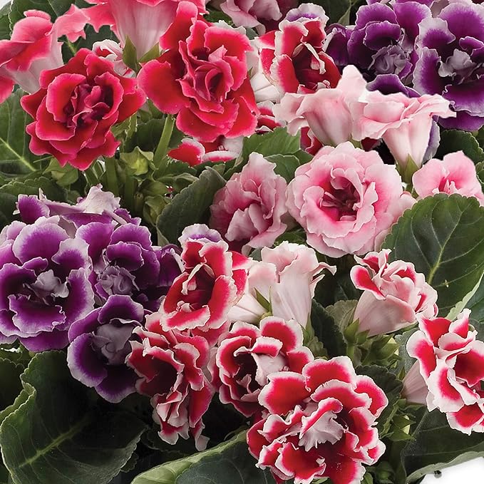 Outsidepride Gloxinia Seeds - 25 Pcs. Perennial, Easy to Grow & Low Maintenance, Flower Seeds for Planting Floriferous, Vibrant Mixed Blooms, Great for Shaded Gardens & Cut Flower Arrangements