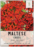 Seed Needs Maltese Cross Wildflower Seeds for Planting - Heirloom & Untreated - Perennial Scarlet Red Flowers to Attract Pollinators & Grow a Butterfly Garden (1 Pack)