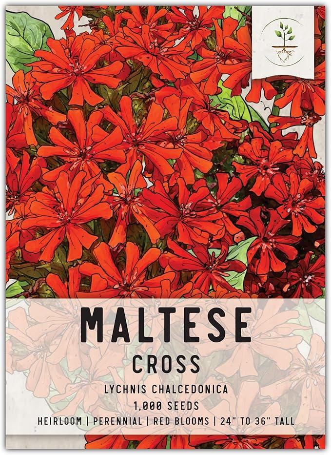 Seed Needs Maltese Cross Wildflower Seeds for Planting - Heirloom & Untreated - Perennial Scarlet Red Flowers to Attract Pollinators & Grow a Butterfly Garden (1 Pack)