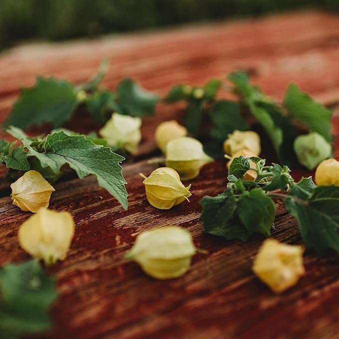 Aunt Molly's Ground Cherry - 50 Seeds - Heirloom & Open-Pollinated Variety, Non-GMO Ground Cherry Seeds for Planting in The Home Garden, Thresh Seed Company