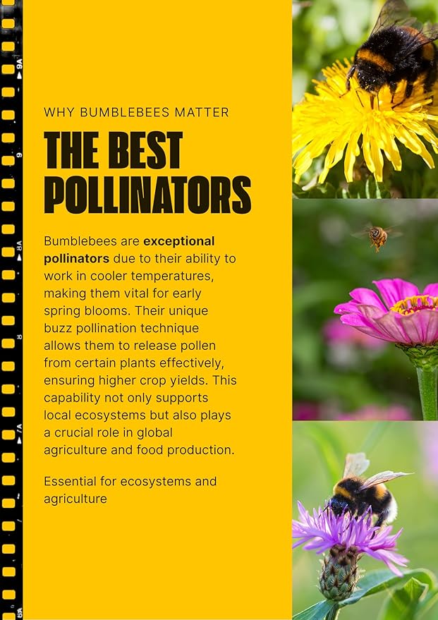 Bumblebee Pollination Wildflower Seed Mix - 1/8 Pound (2 Oz) Covers 250sq-ft - Attract Bumblebees, Year-Long Foraging - Plant in U.S. in Spring/Summer/Fall - Earth-Friendly (1/8 Pound (2 Ounce))