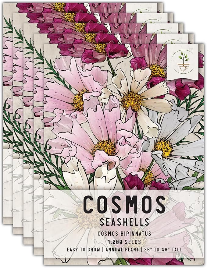 Seed Needs Seashells Cosmos Seeds for Planting - Heirloom & Open Pollinated Annual Wildflowers - Tubular Petals in Mixed Colors Perfect for a Butterfly Garden (5 Packs)