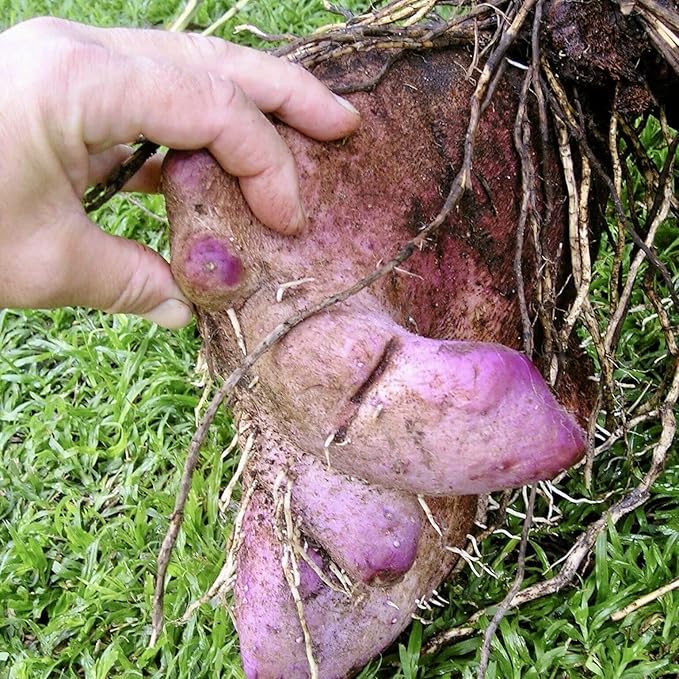 100 Pcs Dioscorea Alata Seeds, Heirloom Purple Yam Vegetable Seeds for Planting, High-Yield Tuber for Home Gardens, Farms, Backyard Growing & Sustainable Food Gardening