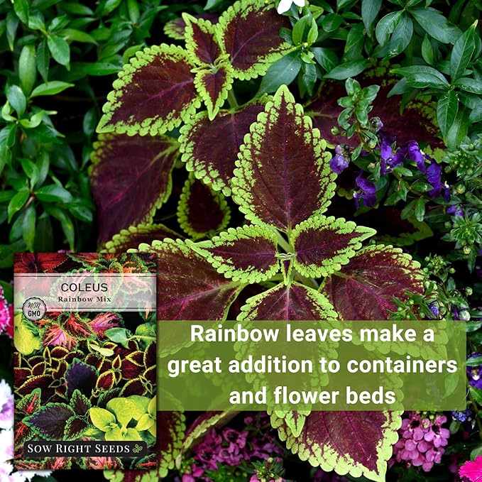 Sow Right Seeds - Coleus Rainbow Mix Seeds for Planting - Beautiful Flowers to Plant in a Home Garden - Indoors or Outdoors - Non-GMO Heirloom Seeds - Attractive & Colorful - Great Gardening Gift (2)