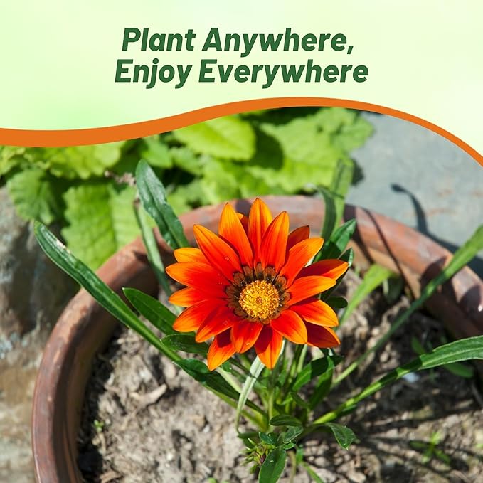 Outsidepride New Day Red Shades Gazania Seeds for Planting – 25 Pcs Perennial, Low-Maintenance, Drought-Tolerant Ground Cover Seeds for Vibrant Summer & Fall Flowers, Great for Outdoor Gardens