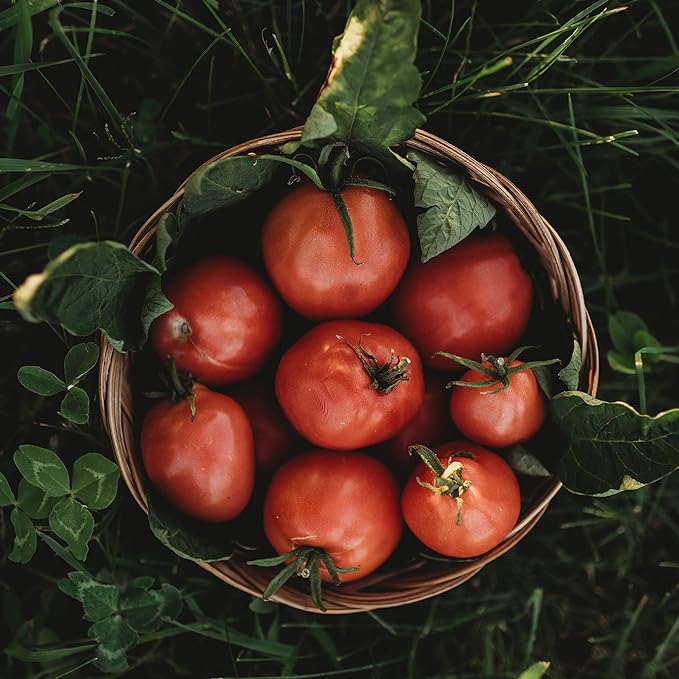 Grushovka Siberian Plum Tomato - 50 Seeds - Rare Heirloom, Determinate Short Season Tomato, Non-GMO Plum Tomato Seeds for Planting in The Home Garden, Thresh Seed Company