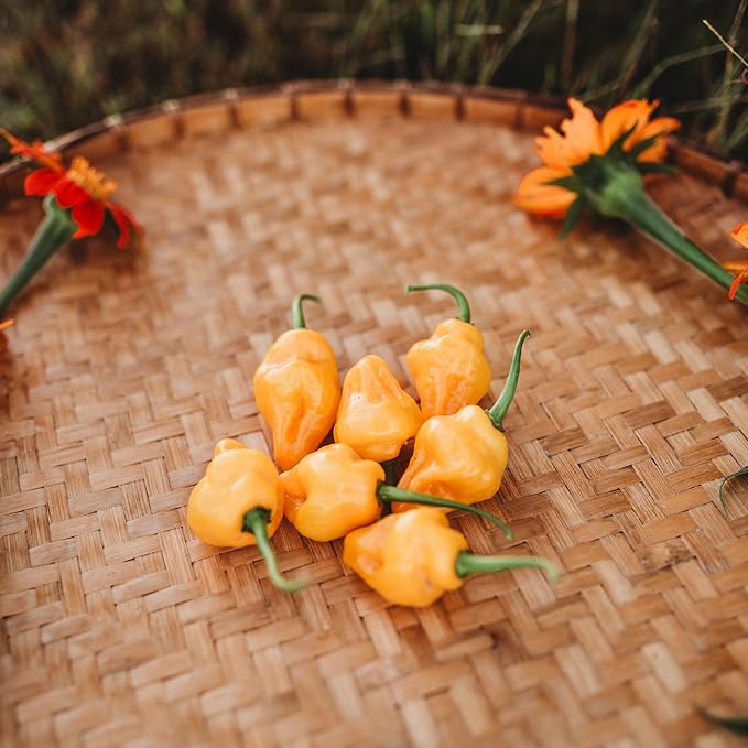 Trinidad Perfume Pepper - 10 Seeds - Tamed Trinidad Peppers, Exceptionally Sweet & Subtly Spicy, Non-GMO, Heirloom Pepper Seeds for Planting in The Home Garden, Thresh Seed Company