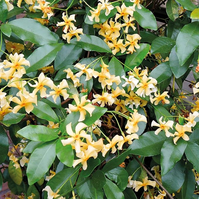 200+ Mixed Star Jasmine Flower Seeds for Planting Climbing Jasmine Fragrant Plant Seeds Non-GMO Garden Home Garden Balcony Climbing Flower