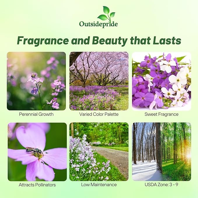Outsidepride Dame's Rocket Flower Seeds - 5000 Pcs Perennial, Easy to Grow, Deer Resistant & Self-Seeding Wildflower Seeds for Planting Vibrant and Fragrant Blooms in Pollinator & Butterfly Gardens