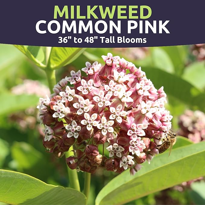 Common Pink Milkweed - Large 600mg Envelope - 100 Flower Seeds for Planting - Asclepias syriaca