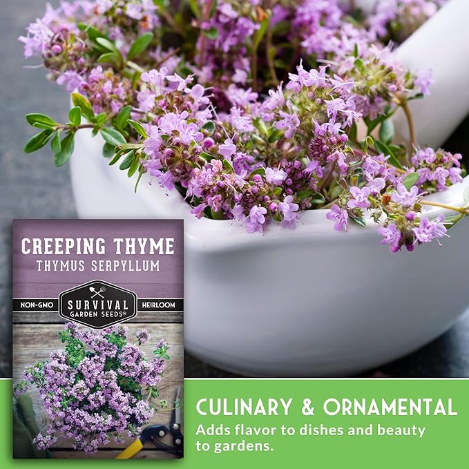 Creeping Thyme Seeds - Perennial Ground Cover Herb for Planting, Low Growing Lawn Alternative, Pollinator Friendly Garden - Heirloom Non-GMO Open Pollinated - Survival Garden Seeds (5 Pack)