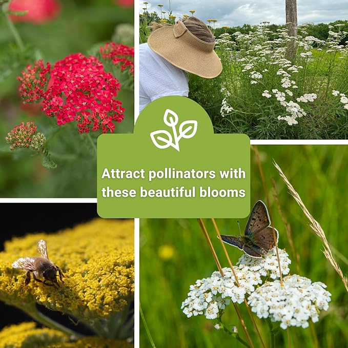 Sow Right Seeds - Common White, Gold & Red Yarrow Seeds for Planting - Non-GMO Heirloom Packets with Instructions to Grow Outdoor Home Garden - Medicinal Herb & Native Wildflower with Fragrant Blooms