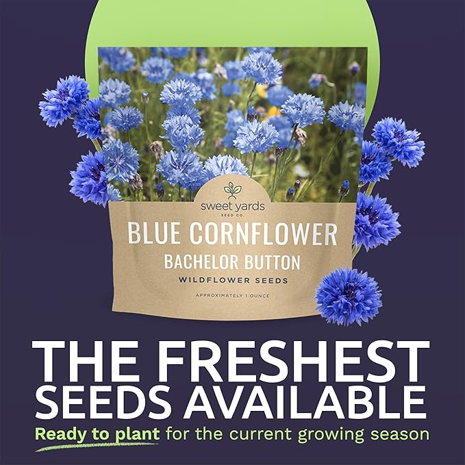 Blue Cornflower Seeds – Bachelor Buttons – Extra Large Packet – Over 5,000 Open Pollinated Non-GMO Wildflower Seeds – Centaurea cyanus