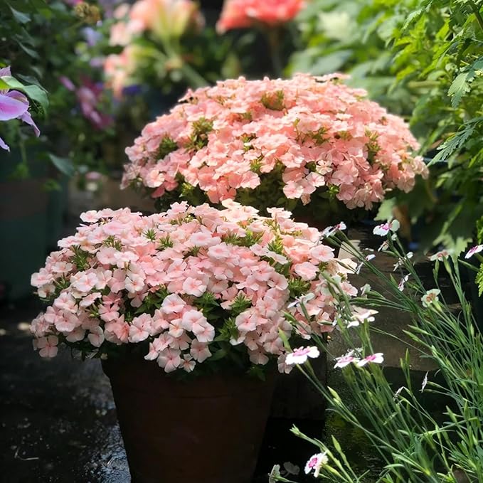 Mix Creeping Dwarf Phlox Seeds for Planting, 1000+pcs Perennial Creeping Phlox Flower Seeds Ground Cover Plants, Non-GMO Heirloom Beauty Dwarf Flowers for Home Garden Outdoors