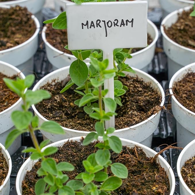 Seed Needs Sweet Marjoram Seeds for Planting - Heirloom, Non-GMO & Untreated - Perennial Culinary & Medicinal Herbs for Indoor/Outdoor Growing (5 Packs)