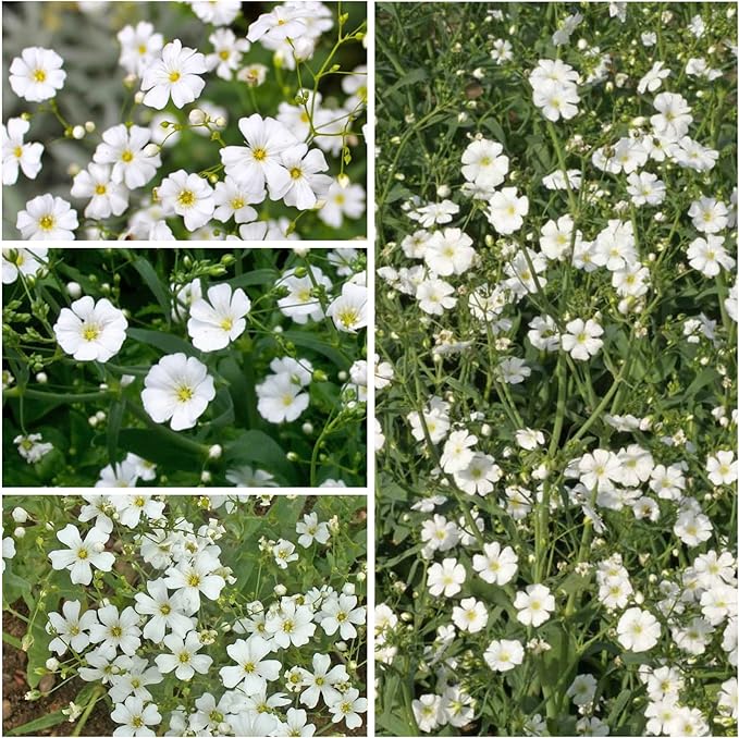 Seed Needs White Baby's Breath Seeds for Planting - Heirloom & Open Pollinated Annual Flowers - Perfect for a Butterfly Garden, Bouquets & Floral Arrangements (1 Pack)