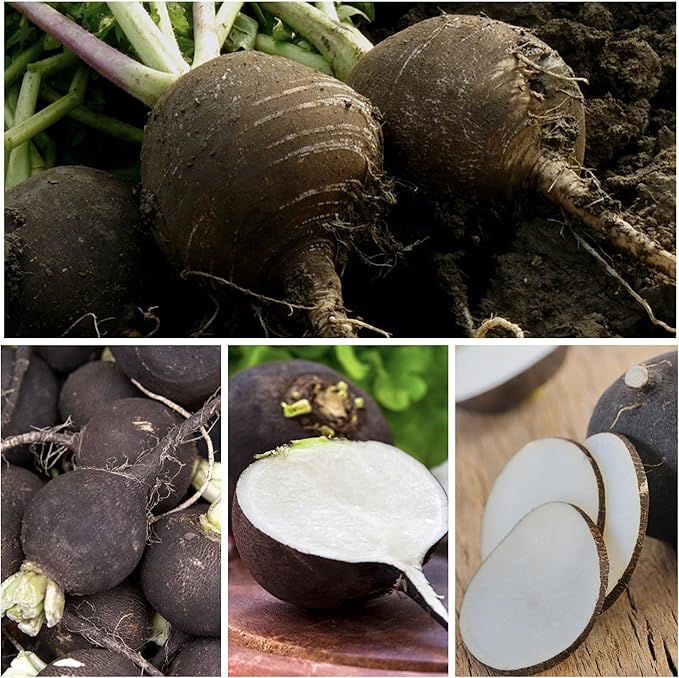 Seed Needs Radish Seeds for Planting Black Spanish Radishes - Non-GMO, Heirloom & Untreated - Grow a Home Grown Vegetable Garden - Cool Weather Crops (2 Packs)