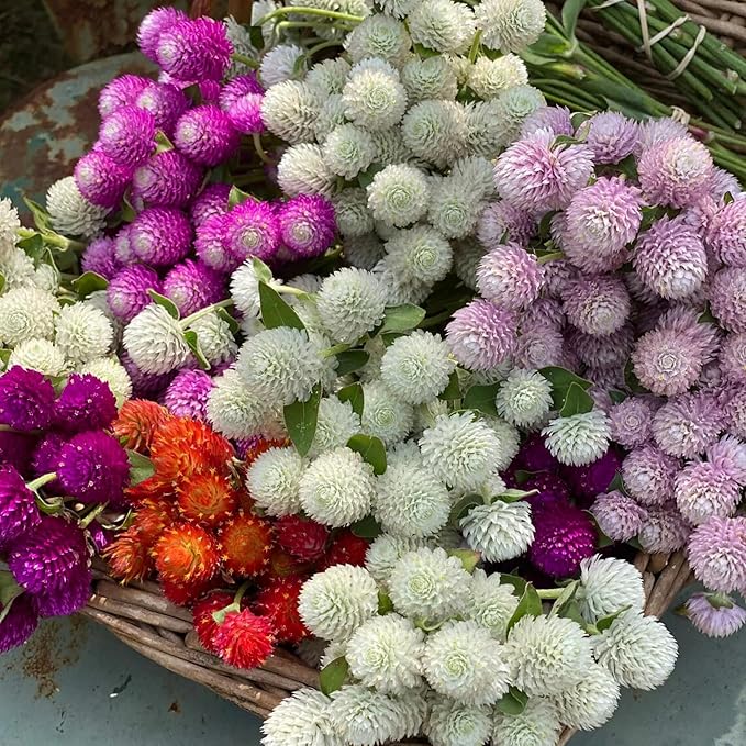 1000+ Globe Amaranth Seeds for PlantingAmaranth Gomphrena Pom Pom Flower Seeds Non-GMO Heirloom Plant Seeds Garden Outdoor