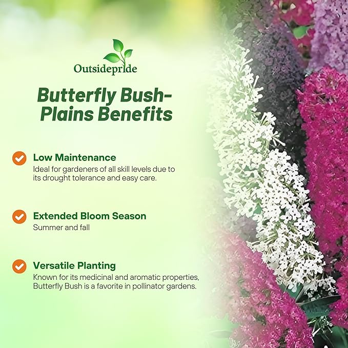 Outsidepride Butterfly Bush Mix Seeds - 100 Pcs. Perennial, Drought-Tolerant & Low Maintenance Flower Seeds for Planting Fast Growing & Aromatic, Tall Mixed Blooms, Great for Pollinator Gardens