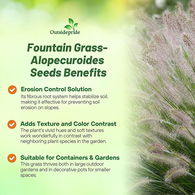 Outsidepride Pennisetum Alopecuroides Fountain Ornamental Grass Seeds - 200 Pcs Perennial, Drought Tolerant Fountain Grass with Bottle-Brush Plumes for Low Maintenance Xeriscapes & Flower Arrangements
