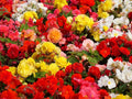 Grow Cheerful Indoor Begonia Flowers – 3 Healthy Tuberous Bulbs for Beautiful Color Year-Round – Brighten Winter Months on Windowsills, Desks, and Indoor Spaces