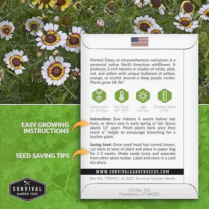Tricolor Painted Daisy Seeds for Planting - Chrysanthemum Carinatum - Ringed Red, Yellow, and White Annual Flower for Summer Beds - Survival Garden Seeds (1 Pack)