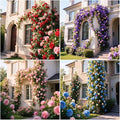 Mixed Color Rose Seeds for Planting – 298+ Seeds | Perennial Flowering Rose Bush & Climbing Varieties | Fragrant Garden Flowers for Outdoor Landscape & Trellises