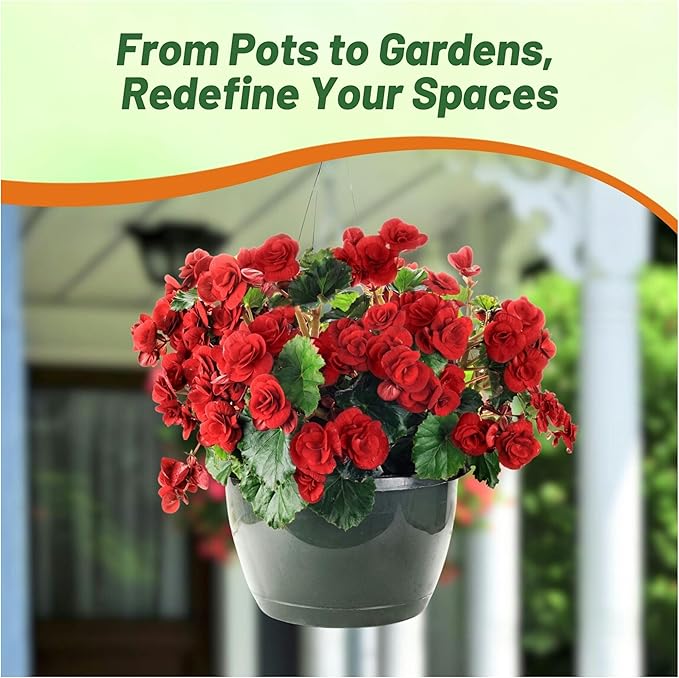 Outsidepride Dark Red Limitless Begonia Seeds for Planting - 25 Pcs Perennial Flower Seeds with Large Blooms, Arching & Pendulous Growth Habit, for Containers, Hanging Baskets, or Landscape Plantings