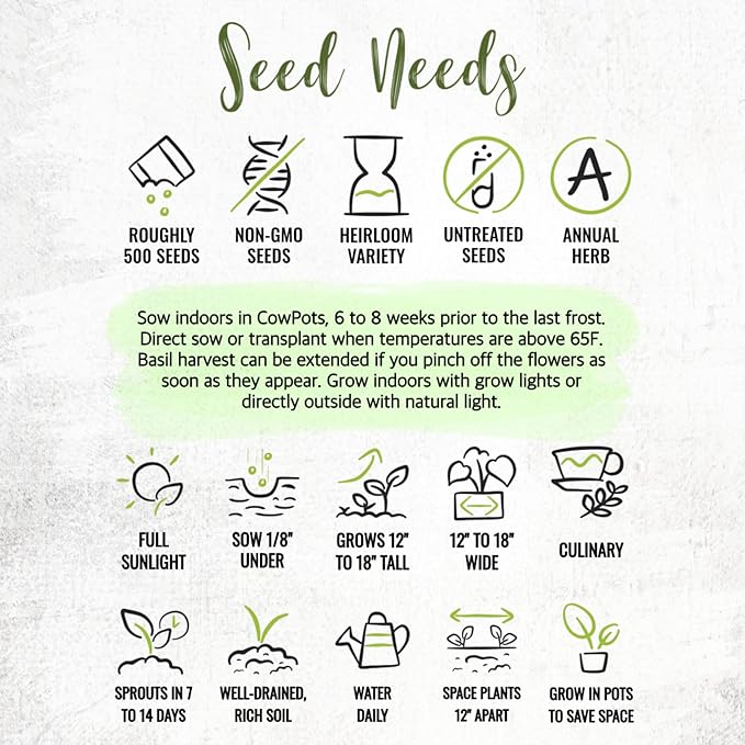 Seed Needs Sweet Genovese Basil Seeds for Planting - Non-GMO Heirloom & Untreated Culinary Herb Seed to Plant an Indoor or Outdoor Home Grown Kitchen Garden (5 Packs)