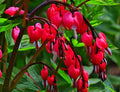 20 pcs Red Bleeding Heart Seeds - Rare Dicentra Spectabilis Flower Seeds