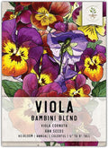 Seed Needs Viola Seeds for Planting Bambini Violas - Heirloom & Open Pollinated Annual Flowers to Plant and Grow an Outdoor Wildflower Butterfly Garden to Attract Pollinators (1 Pack)