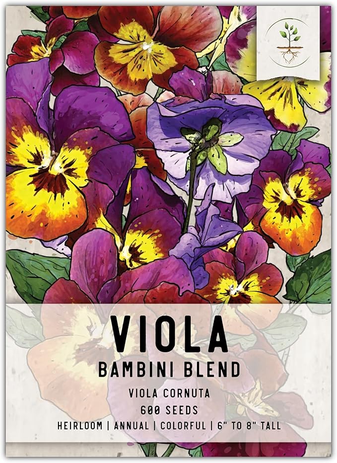 Seed Needs Viola Seeds for Planting Bambini Violas - Heirloom & Open Pollinated Annual Flowers to Plant and Grow an Outdoor Wildflower Butterfly Garden to Attract Pollinators (1 Pack)