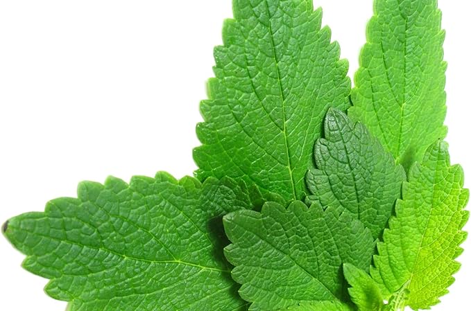 Seeds Mint Peppermint Mentha Medicinal Herbs Garden for Planting Non GMO 1000 Seeds