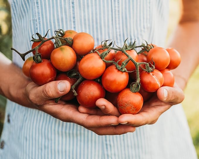 Tommy Toe Tomato - 50 Seeds - Rare Heirloom Cherry Tomato, Open-Pollinated Variety, Non-GMO Large Red Cherry Tomato Seeds for Planting in The Home Garden, Thresh Seed Company