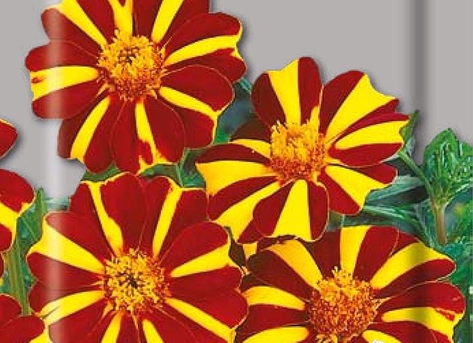 NIKA SEEDS - Seeds Flowers French Marigold Majestic Annual - 100 Seeds