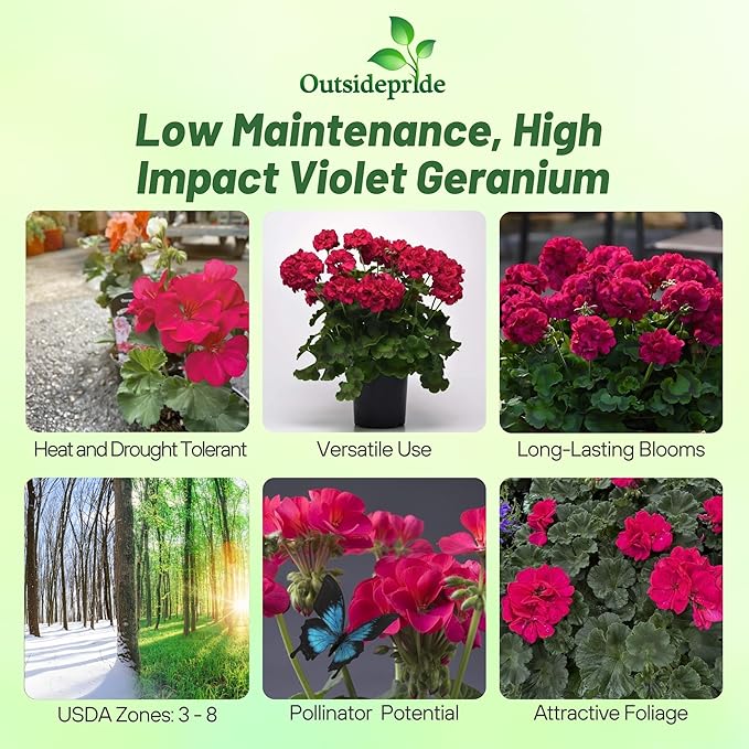 Outsidepride Violet Geranium Seeds for Planting - 50 Pcs Annual, Heat & Drought Tolerant Flower Seeds with Green Foliage & Violet Blooms for Pots, Borders & Lush Summer Garden Displays