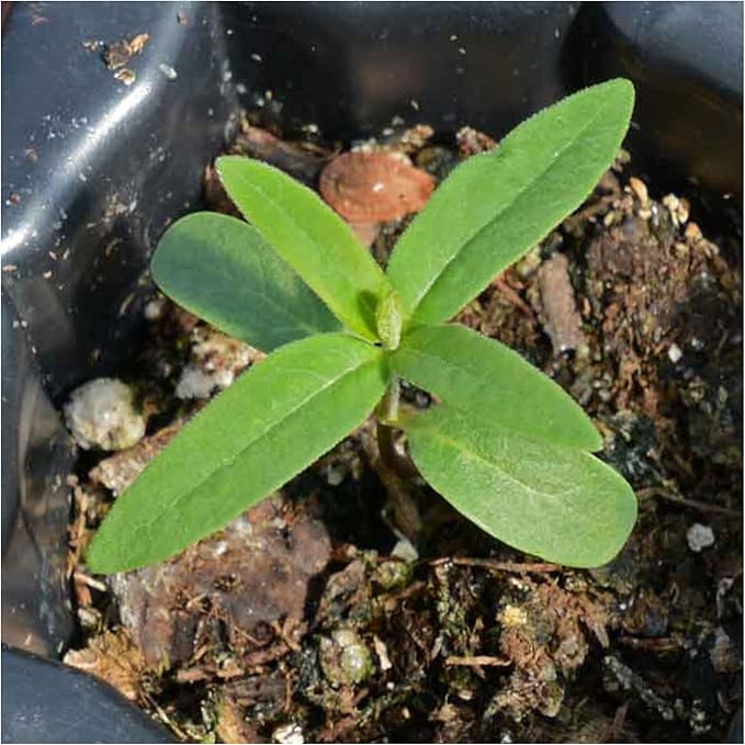 Seed Needs Milkweed Seeds for Planting Common Pink/Swamp White Asclepias Flowers - Heirloom Wildflowers to Attract Monarch Butterflies to a Butterfly Garden